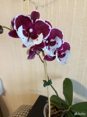 Орхидея Санта Клаус: 350 грн. - Комнатные растения Кропивницкий на Olx
