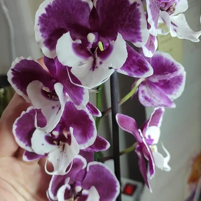 Бігліп big lip сорт Santa Claus орхидея орхідея квітуча фалено... - 375  грн, купить на ИЗИ (45973440)
