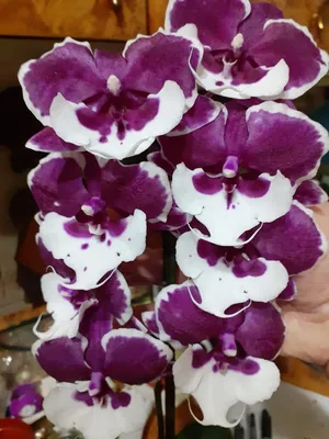 Орхидея фаленопсис Санта Клаус купить в Брянске | Товары для дома и дачи |  Авито