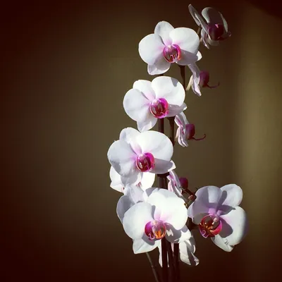 Орхидейный уголок | Роспуск орхидеи \"Санта Клаус\" | Дзен