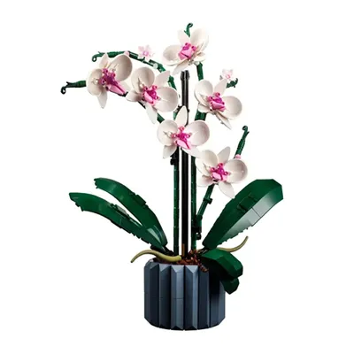 Орхидея Санта Клаус: 350 грн. - Комнатные растения Кропивницкий на Olx