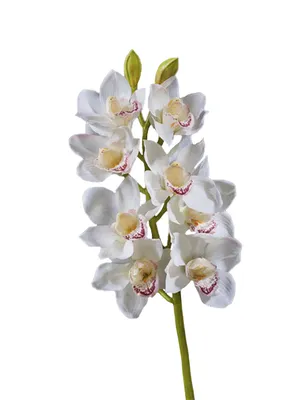 Орхидея фаленопсис, ярко-розовая: цена 71 грн - купить Интерьерные  аксессуары на ИЗИ | Киев