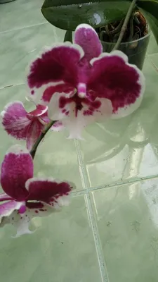 Купить Искусственный цветок \"Орхидея Цимбидиум белая ветвь средняя\" 67 см  по выгодной цене в интернет-магазине OZON.ru (250116967)