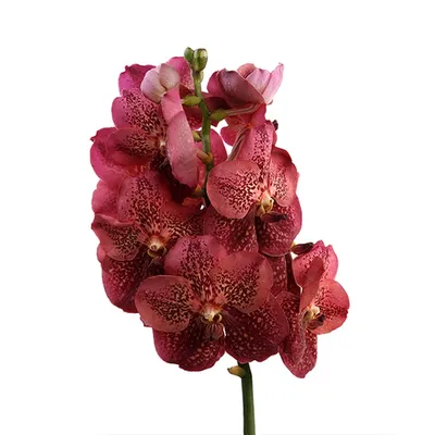 Орхидея Фаленопсис – купить в Санкт-Петербурге, цена 430 руб., продано 1  апреля 2018 – Растения и семена
