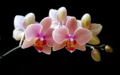 Санта клаус орхидея - 55 фото
