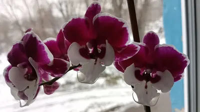 Орхидея Ванда Burgundy ветка - заказать и купить цветы с доставкой | Donpion
