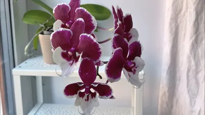 Отзыв о Орхидея \"Гибридный Фаленопсис\" | потрясающие цветы