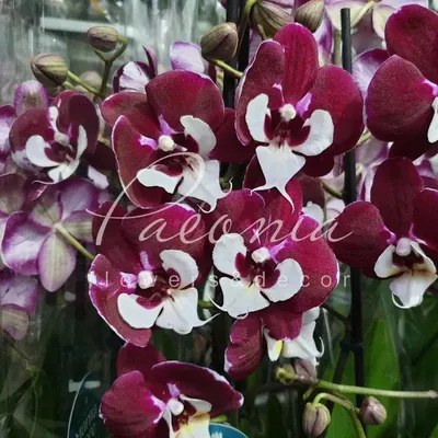 ⚜️ альбом \"Аллюра - Ноябрь\" ♥️❤Phal.... - Lycaste Orchid Shop | Facebook
