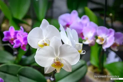Искусственный цветок для интерьера - орхидея: 700 KGS ➤ Другой домашний  декор | Бишкек | 37068744 ᐈ lalafo.kg
