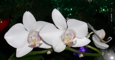 Новый год в ресторане Орхидея — Ресторан Орхидея Смоленск