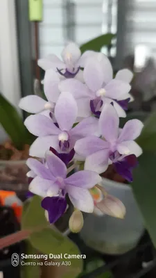 Орхидея сапфир фото фотографии