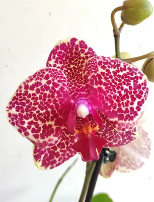 Орхидея Фаленопсис Сезам (Phalaenopsis Sesame)