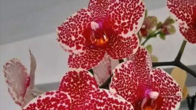 Орхидея Dtps. I-Hsin Sesame 2,5 уценка - купить, доставка Украина