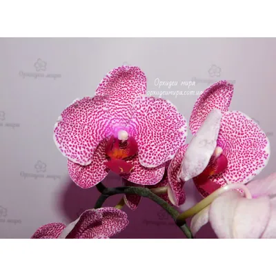 Орхидея Phal. OX Red Sesame 1,7 - купить, доставка Украина