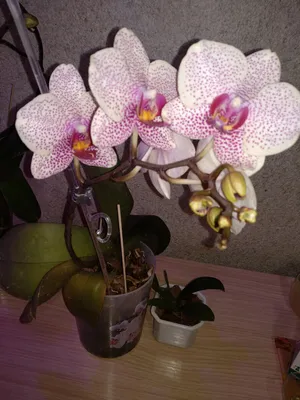 Орхидея Сезам (Азия) купить на Зозу.ру