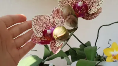 Орхидея Dtps. I-Hsin Sesame 3,5 - купить, доставка Украина