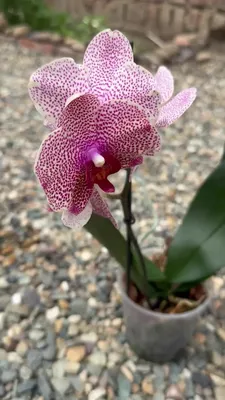 Zelena Xata - Орхидея !!! В наличии! !!!Phal.OX Sesame Для... | Facebook