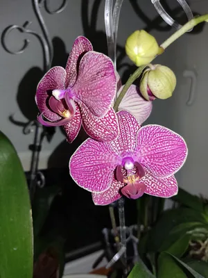 Домашнее цветение орхидеи Сезам - YouTube