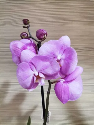Сезам. Сортовая орхидея фаленопсис. – купить, цена 1 300 руб., продано 29  июня 2018 – Растения и семена