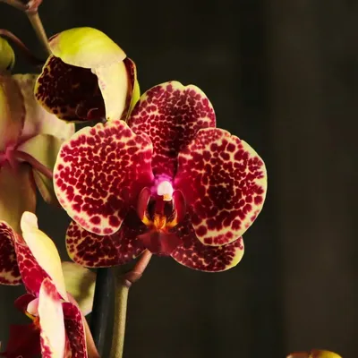 Орхидея, орхидеи Red Сезам: 8 000 тг. - Комнатные растения Алматы на Olx