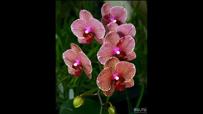 Орхидея орхидеи, фаленопсис, Бабочка Nouveau. Сезам, лиодоро: 4 500 тг. -  Комнатные растения Алматы на Olx
