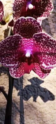 Тоня Cvetok | Азиатская орхидея Сезам первое цветение орхидеи #орхидеи |  Дзен