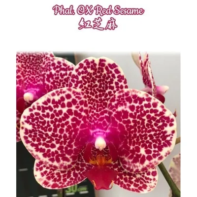 Орхидея Phal. OX Red Sesame - купить, доставка Украина