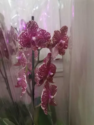 Подросток орхидеи Phal. Ox Red Sesame / сезам 2,5 (ID#1490147730), цена:  245 ₴, купить на Prom.ua