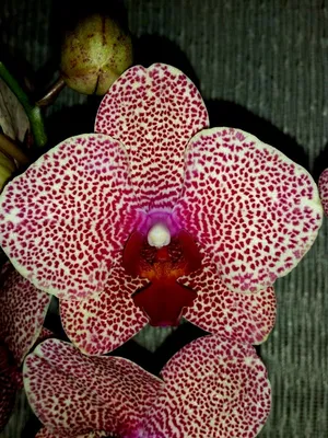 Орхидея Фаленопсис Ред Сезам 2 ст, Живые растения в Москве, купить по цене  2100 RUB, Цветы в горшках в LuxuryPlants с доставкой | Flowwow