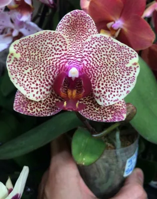 СЕЗАМ ПОД ЗАКАЗ - Фаленопсисы - Фаленопсисы - Самые Красивые Орхидеи