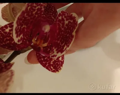 Орхидея орхидеи, фаленопсис, ред сезам: 7 500 тг. - Комнатные растения  Алматы на Olx