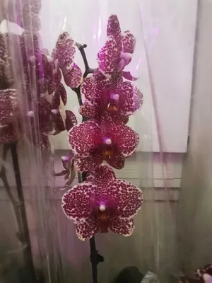Обзор новинки phal. Red Sesame #орхидеи #фаленопсис #redsesame - YouTube