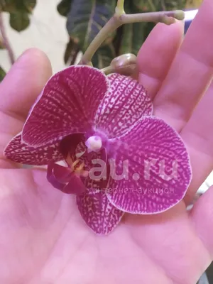 Орхидея фаленопсис сезам - 72 фото