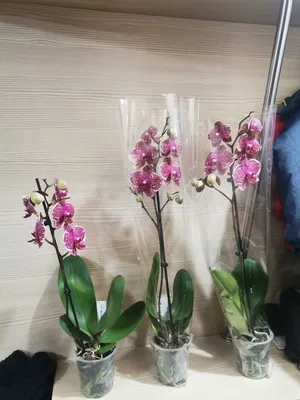 Очаровательные конопушки и фантастическая живучесть - орхидея Сезам | В  творческом поиске... | Дзен