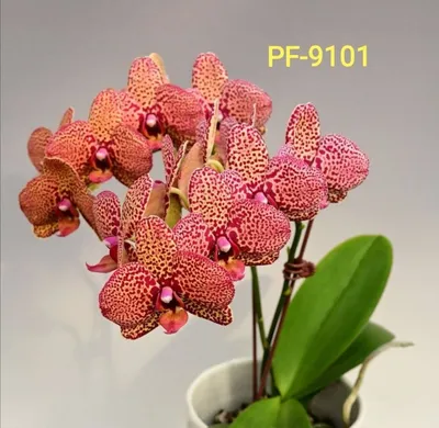 Орхидея фаленопсис Sesame – купить в Красногорске, цена 1 100 руб., продано  19 мая 2021 – Растения и семена