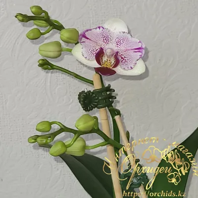 Купить Фаленопсис (орхидея) 12*65 1 ствол Sesame (Bernhard) оптом | Paeonia