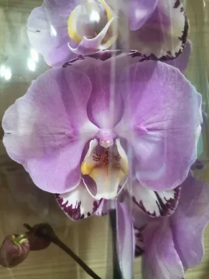 Орхидея Phalaenopsis I-Hsin Sesame