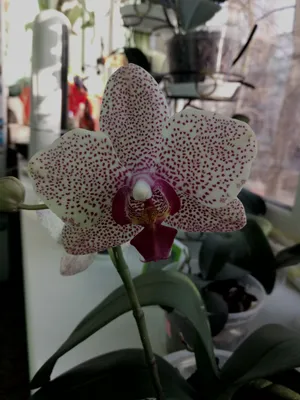 Ред сезам орхидея пелорик, цена 150 р. купить в Лиде на Куфаре - Объявление  №214606844