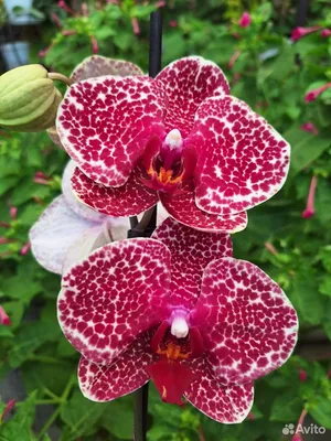 🌺ОРХИДЕИ || ПРОДАЖА|| РОСТОВ on Instagram: \"Цветущая орхидея 🌺😍 Ред Сезам🌺😍  . 12 горшок. 2 цветоноса Качество супер👍👍👍 . 6 броней . Цена - 1950р❌❌❌  . ПЕРЕДЕРЖКИ НЕТ! УЧИТЫВАЙТЕ СВОИ ПОГОДНЫЕ УСЛОВИЯ! .
