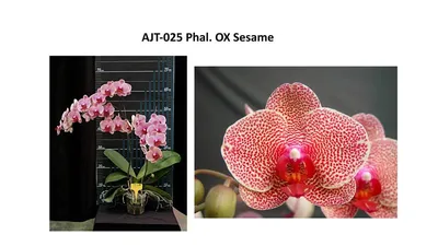 Пин от пользователя Carmen Yolanda на доске phalaenopsis | Цветки орхидеи,  Орхидеи, Красивые цветы