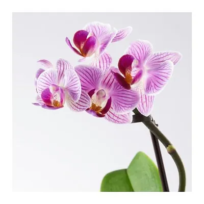 Гринвилль - Орхидея Phalaenopsis Shanghai Базовая цена – 42 ₽ Оптовая цена  – 35 ₽ Ждем вас по адресу Северный проезд 9. Интересующие вас вопросы вы  можете задать нашим администраторам по телефону 3442244 | Facebook