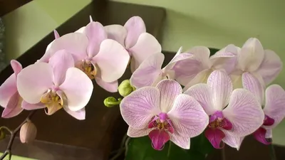 Phal. Shahghai Нежная венозная... - Orchids Malyzhek.Ukraine | Facebook