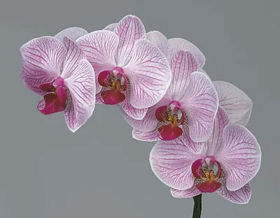 Купить Орхидея Фаленопсис одноветочная Шанхай | UFL