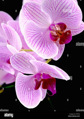 Купить Орхидея белая поштучно Шанхай | UFL