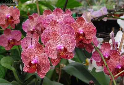 Орхидеи среднерослые (полукарликовые) купить на ROZETKA: цена, отзывы