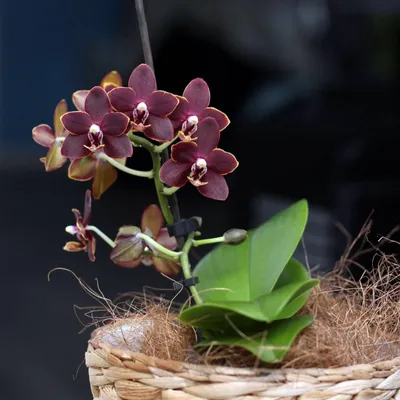 Азиатские орхидеи фаленопсис - 68 фото