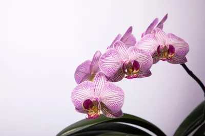 Phal. Shahghai Нежная венозная... - Orchids Malyzhek.Ukraine | Facebook