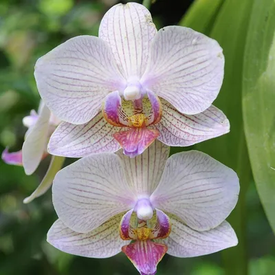 Виды орхидей - 60 фото