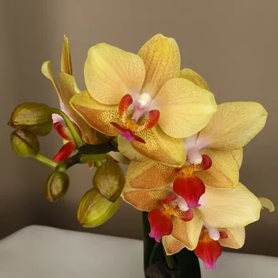 Орхидея шанхай - 66 фото