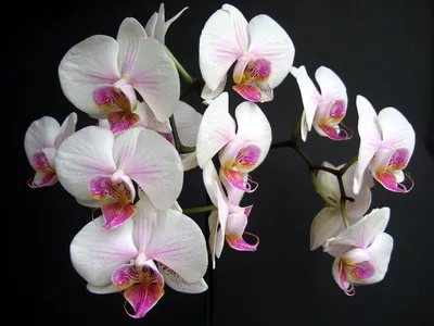Орхидея шанхай - 75 фото